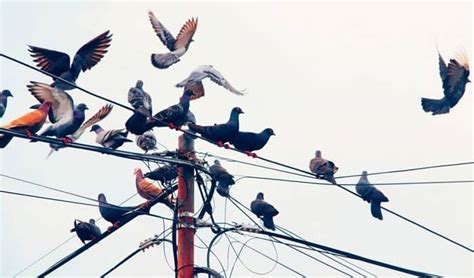 can birds perch on electrical lines